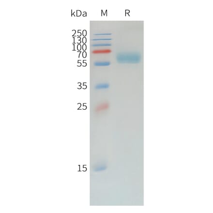 SDS-PAGE - Recombinant Canine PD1 Protein (Fc Tag) (A324900) - Antibodies.com