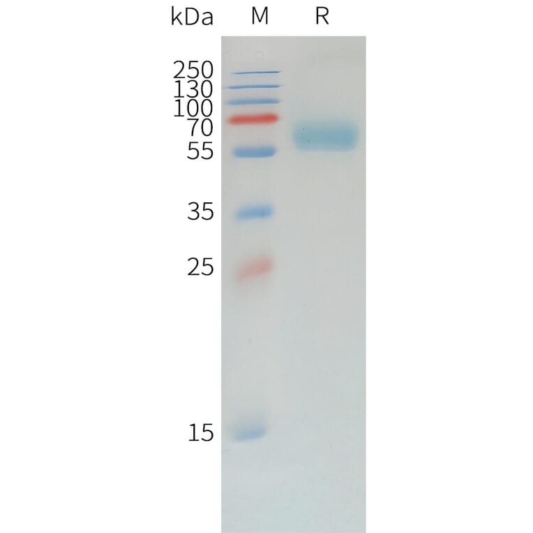 SDS-PAGE - Recombinant Canine PD1 Protein (Fc Tag) (A324900) - Antibodies.com