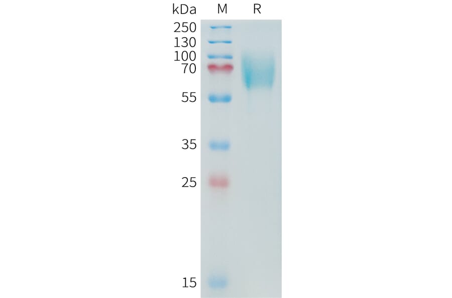 SDS-PAGE - Recombinant Cynomolgus macaque CD276 Protein (10xHis Tag) (A324904) - Antibodies.com