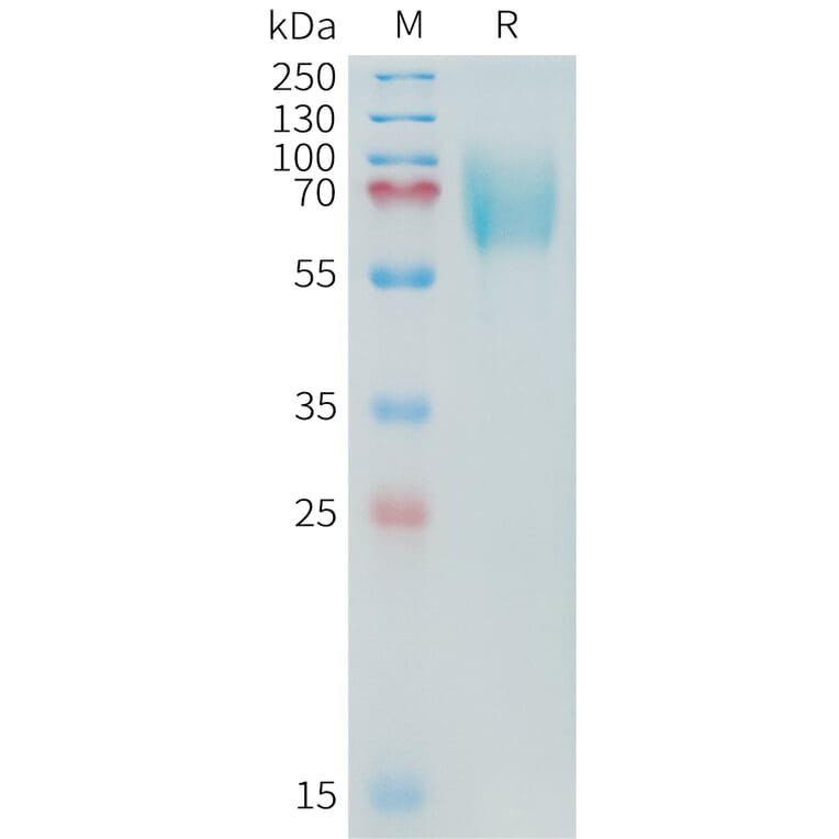 SDS-PAGE - Recombinant Cynomolgus macaque CD276 Protein (10xHis Tag) (A324904) - Antibodies.com