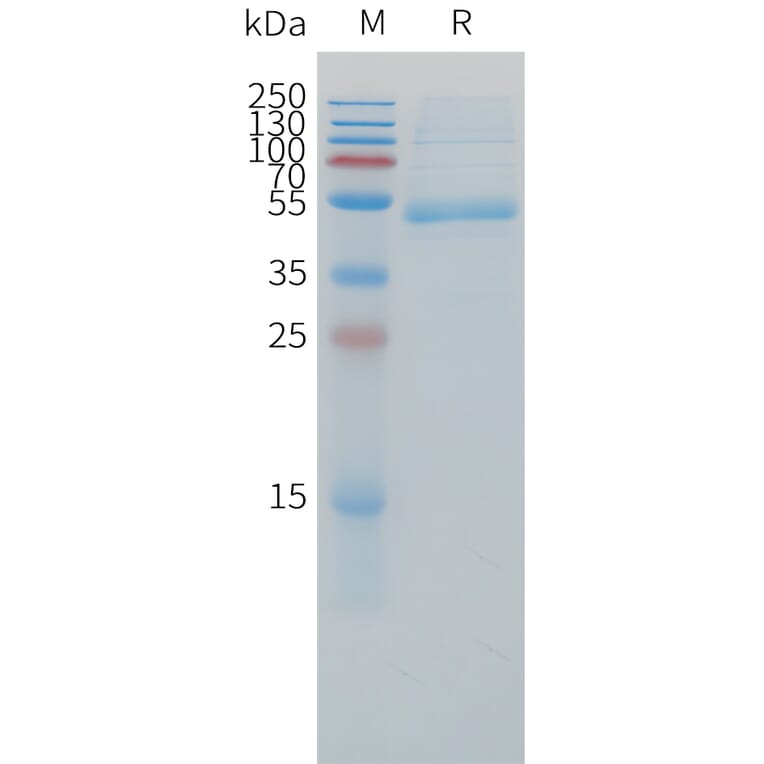 SDS-PAGE - Recombinant Cynomolgus macaque CD79b Protein (Fc Tag) (A324907) - Antibodies.com