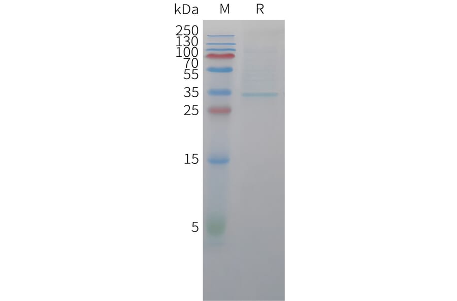 SDS-PAGE - Recombinant Cynomolgus macaque Claudin18.2 Protein (Fc Tag) (A324908) - Antibodies.com