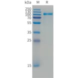 SDS-PAGE - Recombinant Cynomolgus macaque ErbB3/HER3 Protein (10xHis Tag) (A324909) - Antibodies.com