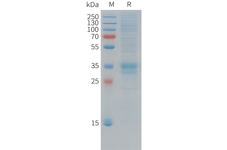SDS-PAGE - Recombinant Cynomolgus macaque Folate Binding Protein/FBP Protein (10xHis Tag) (A324911) - Antibodies.com