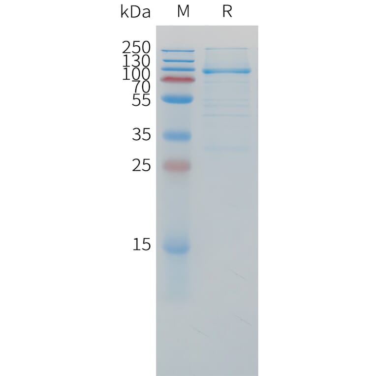 SDS-PAGE - Recombinant Cynomolgus macaque LAG-3 Protein (Fc Tag) (A324914) - Antibodies.com