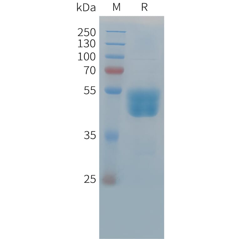 SDS-PAGE - Recombinant Cynomolgus macaque TIGIT Protein (Fc Tag) (A324920) - Antibodies.com