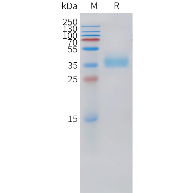 SDS-PAGE - Recombinant Cynomolgus macaque TROP2 Protein (10xHis Tag) (A324921) - Antibodies.com