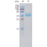 SDS-PAGE - Recombinant Cynomolgus macaque TROP2 Protein (10xHis Tag) (A324921) - Antibodies.com