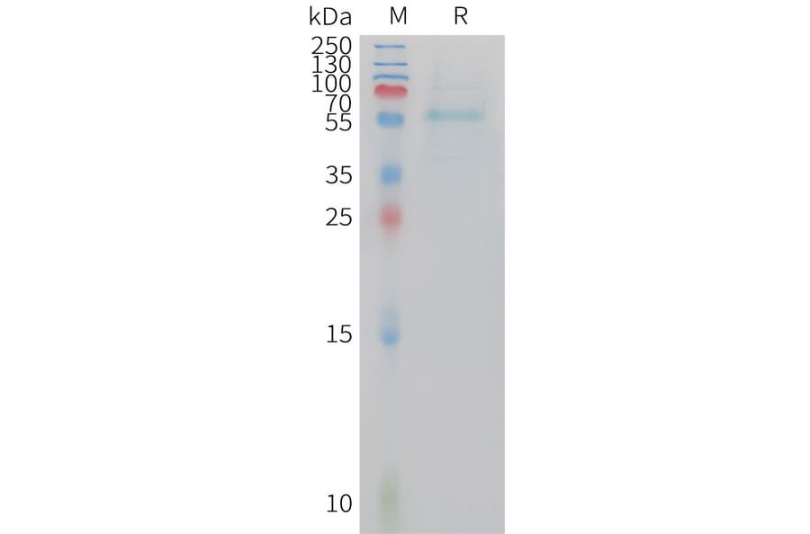 SDS-PAGE - Recombinant Human Adiponectin Protein (Fc Tag) (A324926) - Antibodies.com