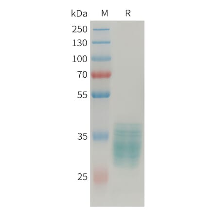 SDS-PAGE - Recombinant Human Apelin Protein (Fc Tag) (A324927) - Antibodies.com