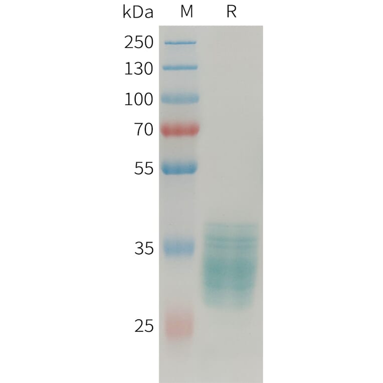 SDS-PAGE - Recombinant Human Apelin Protein (Fc Tag) (A324927) - Antibodies.com