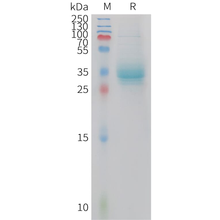 SDS-PAGE - Recombinant Human Apolipoprotein A II/ApoA-II Protein (Fc Tag) (A324929) - Antibodies.com