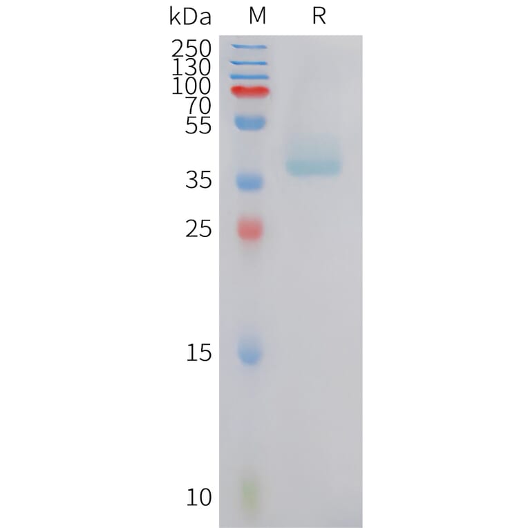 SDS-PAGE - Recombinant Human B2R Protein (Fc Tag) (A324931) - Antibodies.com