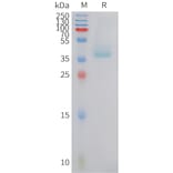 SDS-PAGE - Recombinant Human B2R Protein (Fc Tag) (A324931) - Antibodies.com