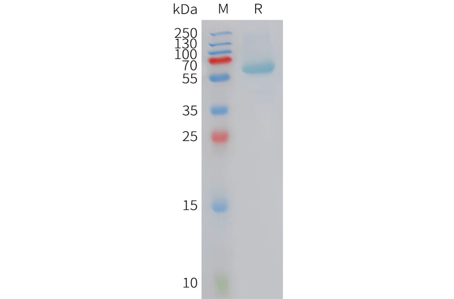 SDS-PAGE - Recombinant Human BAMBI/NMA Protein (Fc Tag) (A324932) - Antibodies.com
