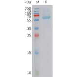 SDS-PAGE - Recombinant Human BAMBI/NMA Protein (Fc Tag) (A324932) - Antibodies.com