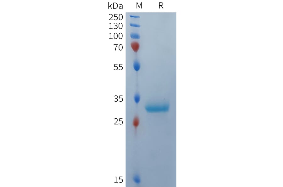 SDS-PAGE - Recombinant Human BCMA Protein (Fc Tag) (A324933) - Antibodies.com