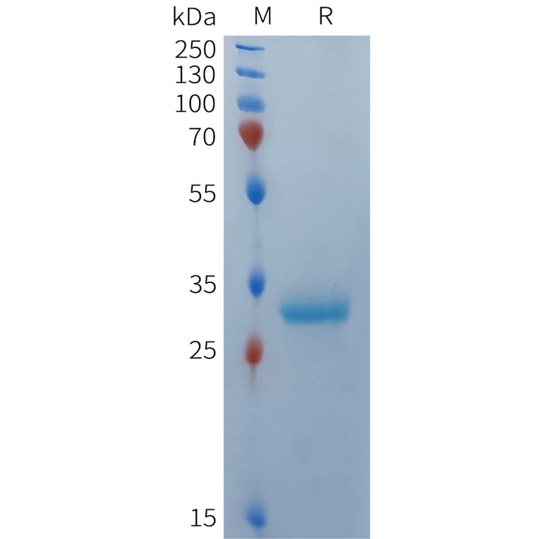 SDS-PAGE - Recombinant Human BCMA Protein (Fc Tag) (A324933) - Antibodies.com