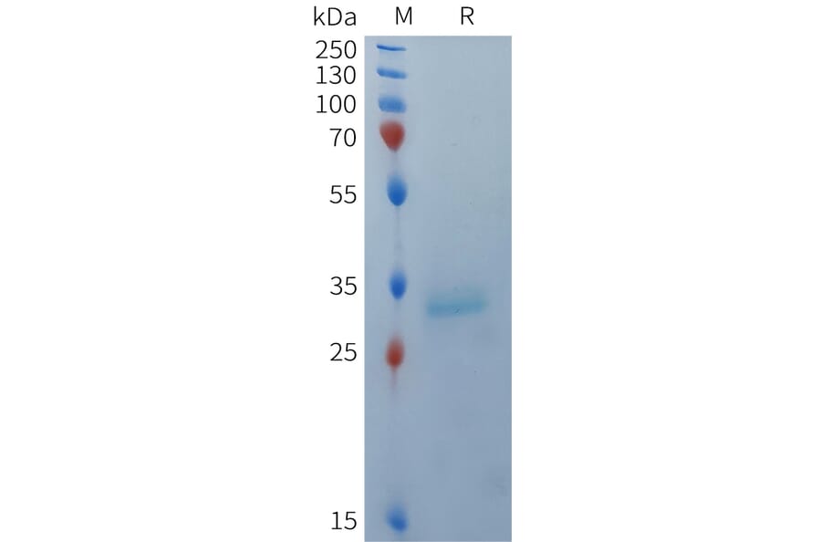 SDS-PAGE - Recombinant Human BCMA Protein (Fc Tag) (A324935) - Antibodies.com