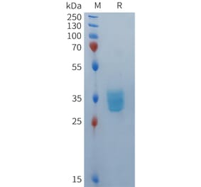 SDS-PAGE - Recombinant Human BCMA Protein (Fc Tag) (A324937) - Antibodies.com