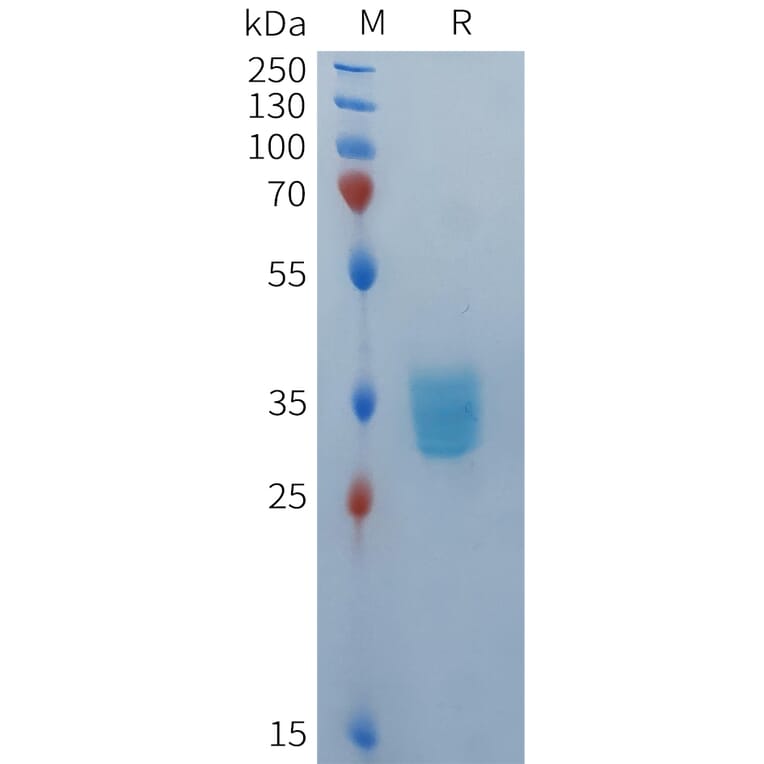 SDS-PAGE - Recombinant Human BCMA Protein (Fc Tag) (A324937) - Antibodies.com