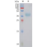 SDS-PAGE - Recombinant Human CCXCR1/XCR1 Protein (Fc Tag) (A324943) - Antibodies.com