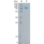 SDS-PAGE - Recombinant Human CD22 Protein (Fc Tag) (A324946) - Antibodies.com