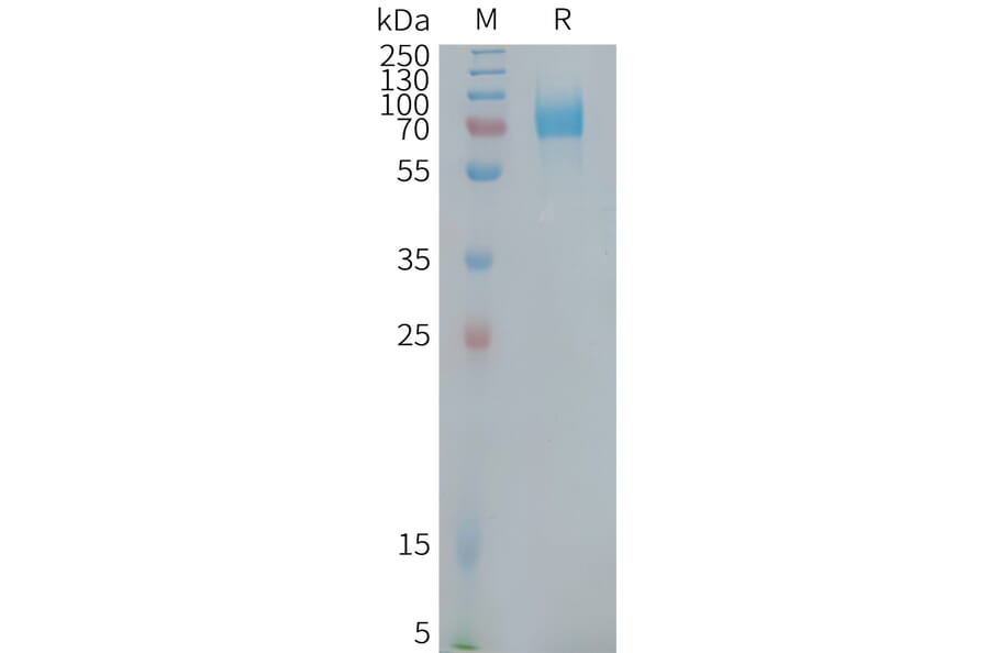SDS-PAGE - Recombinant Human CD22 Protein (Fc Tag) (A324947) - Antibodies.com