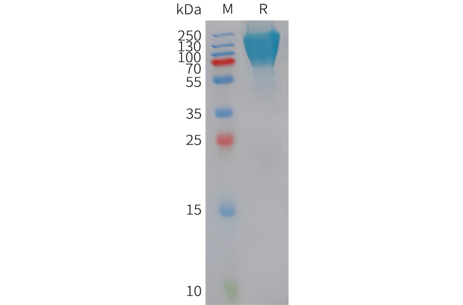 SDS-PAGE - Recombinant Human CD300a Protein (Fc Tag) (A324949) - Antibodies.com