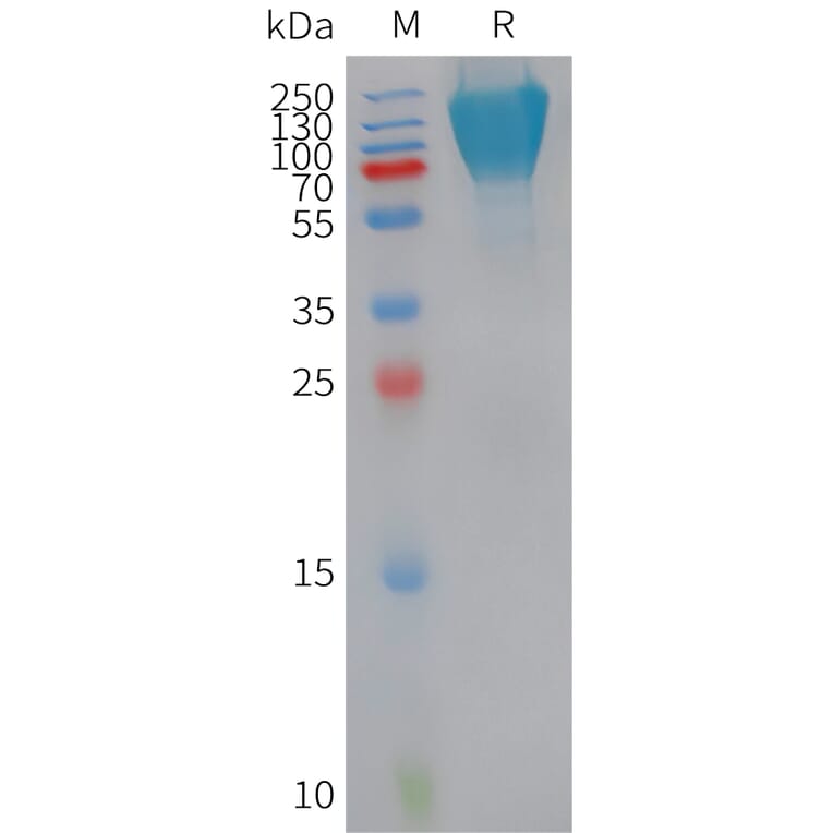 SDS-PAGE - Recombinant Human CD300a Protein (Fc Tag) (A324949) - Antibodies.com