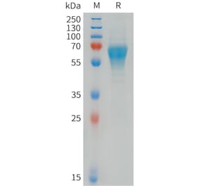 SDS-PAGE - Recombinant Human CD300C Protein (Fc Tag) (A324950) - Antibodies.com