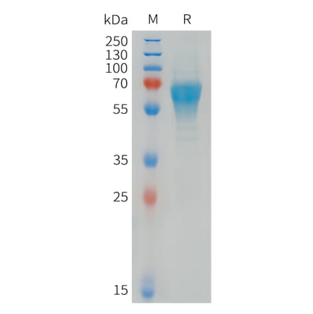 SDS-PAGE - Recombinant Human CD300C Protein (Fc Tag) (A324950) - Antibodies.com