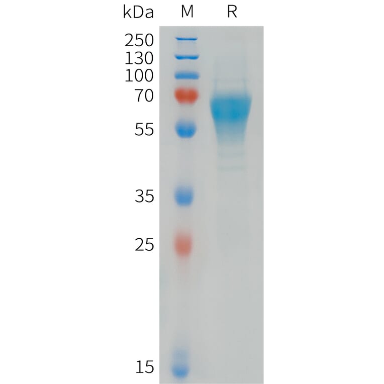 SDS-PAGE - Recombinant Human CD300C Protein (Fc Tag) (A324950) - Antibodies.com
