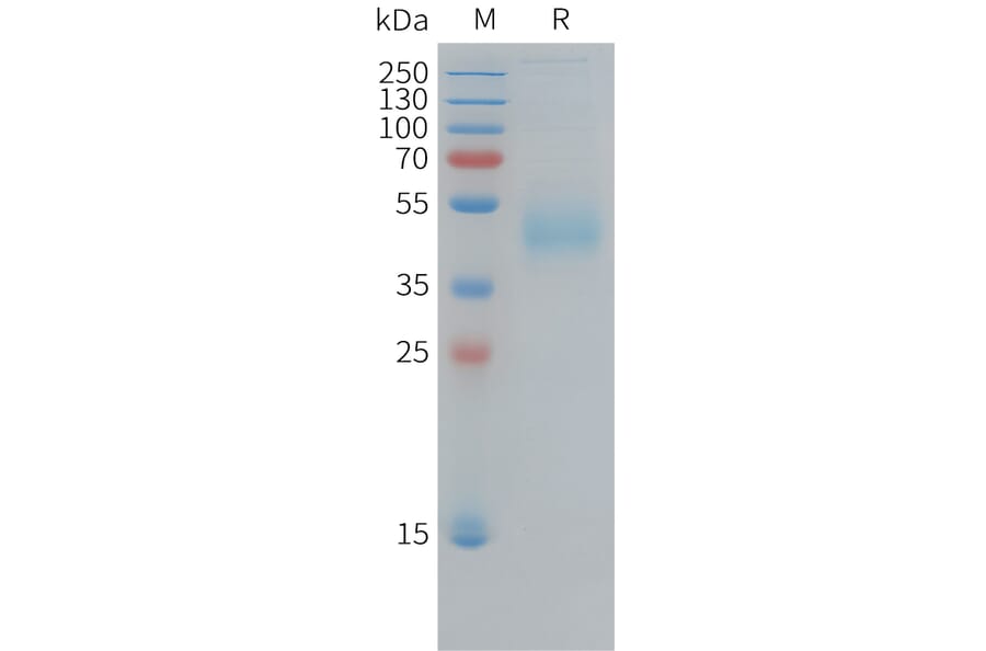 SDS-PAGE - Recombinant Human CD33 Protein (10xHis Tag) (A324951) - Antibodies.com