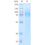 SDS-PAGE - Recombinant Human CD97 Protein (6xHis Tag) (A324953) - Antibodies.com