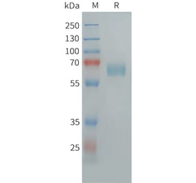 SDS-PAGE - Recombinant Human CLEC10A Protein (Fc Tag) (A324954) - Antibodies.com