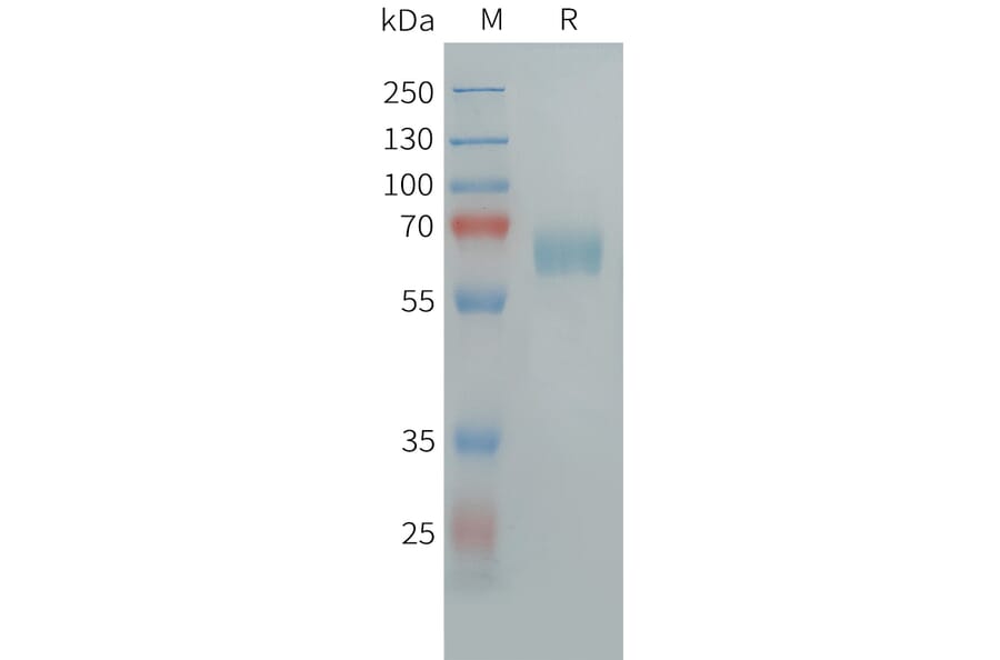 SDS-PAGE - Recombinant Human CLEC10A Protein (Fc Tag) (A324954) - Antibodies.com
