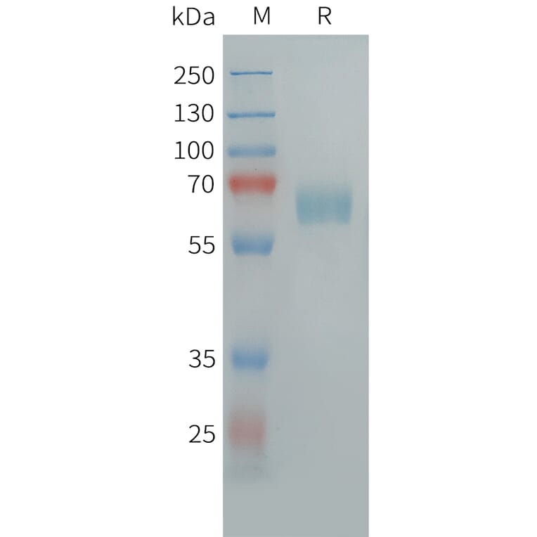 SDS-PAGE - Recombinant Human CLEC10A Protein (Fc Tag) (A324954) - Antibodies.com