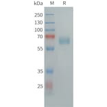 SDS-PAGE - Recombinant Human CLEC10A Protein (Fc Tag) (A324954) - Antibodies.com
