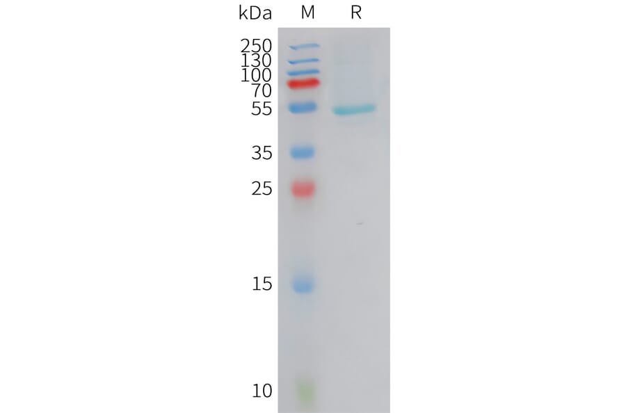 SDS-PAGE - Recombinant Human CRCP Protein (Fc Tag) (A324956) - Antibodies.com
