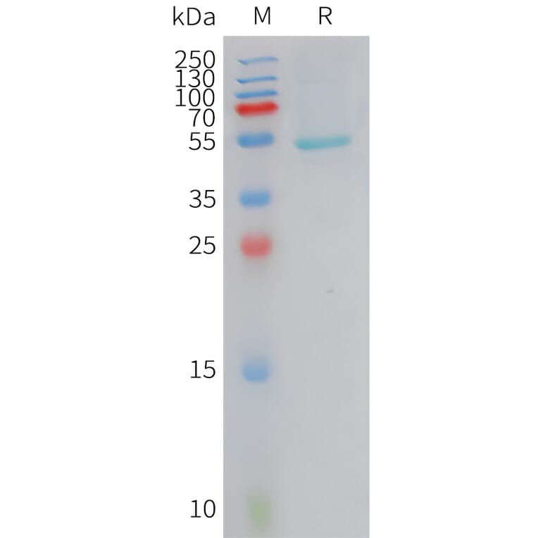 SDS-PAGE - Recombinant Human CRCP Protein (Fc Tag) (A324956) - Antibodies.com
