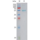SDS-PAGE - Recombinant Human CRCP Protein (Fc Tag) (A324956) - Antibodies.com