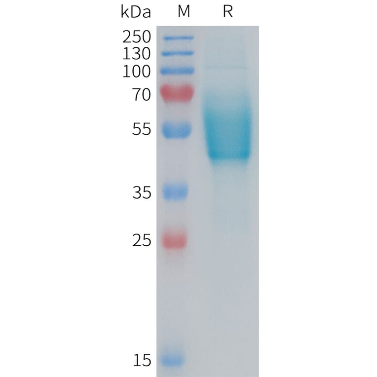 SDS-PAGE - Recombinant Human CRLR Protein (Fc Tag) (A324957) - Antibodies.com