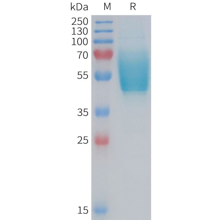 SDS-PAGE - Recombinant Human CRLR Protein (Fc Tag) (A324958) - Antibodies.com