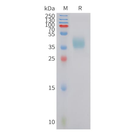 SDS-PAGE - Recombinant Human CRTH2 Protein (Fc Tag) (A324959) - Antibodies.com