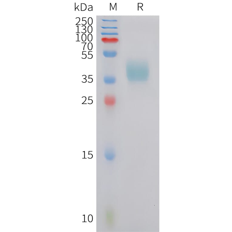 SDS-PAGE - Recombinant Human CRTH2 Protein (Fc Tag) (A324959) - Antibodies.com