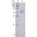 SDS-PAGE - Recombinant Human CRTH2 Protein (Fc Tag) (A324959) - Antibodies.com