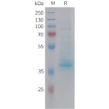 SDS-PAGE - Recombinant Human CXCL14 Protein (Fc Tag) (A324962) - Antibodies.com