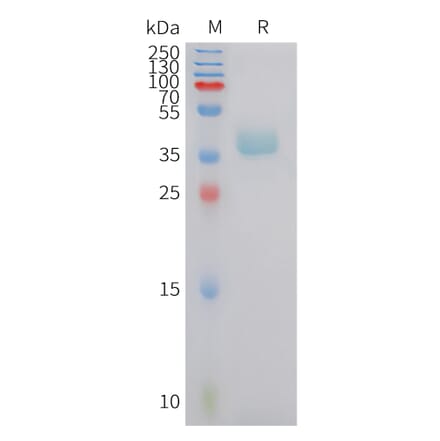 SDS-PAGE - Recombinant Human CXCR6 Protein (Fc Tag) (A324963) - Antibodies.com