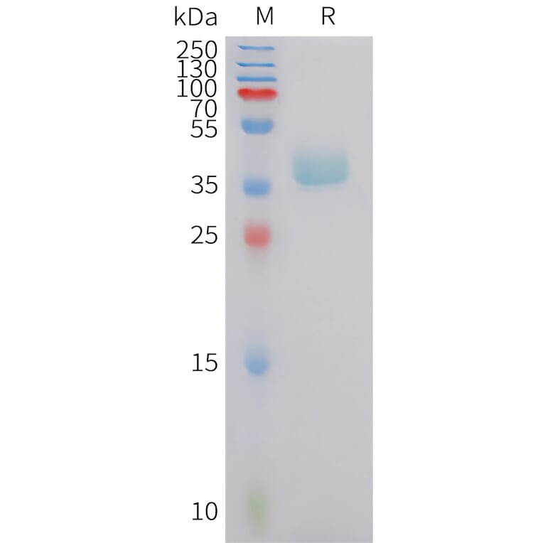 SDS-PAGE - Recombinant Human CXCR6 Protein (Fc Tag) (A324963) - Antibodies.com